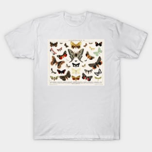 1894 Antique Butterfly Classification Illustration T-Shirt